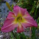 Heavenly Hearts Aglow Daylily